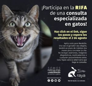 RAYA - Rifa consulta especializada en gatos
