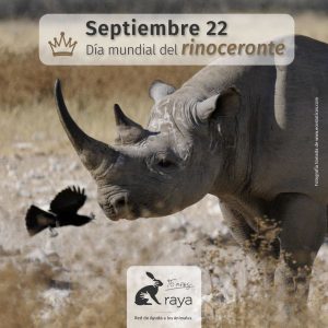 Día Mundial Del Rinoceronte 2018